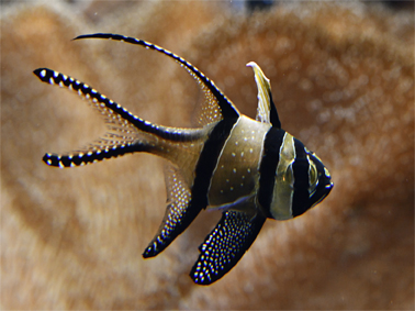 florafauna: Fauna fotografiert von Rolli Stuber